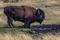 NWUSA-Idaho-Yellowstone-4A