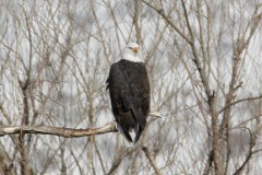 Aaeon-Kaggie-Bald-Eagles-Blue-Herion092