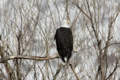 Aaeon-Kaggie-Bald-Eagles-Blue-Herion120