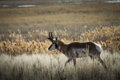Wildlife-Antelope-Bison-2