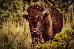 Wildlife-Antelope-Bison-20